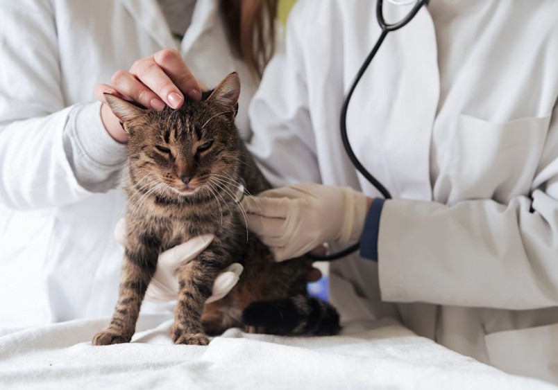 A veterinarian in a white coat wearing latex gloves examines a brown tabby cat showing signs of potential allergies while gently petting its head during a medical consultation.