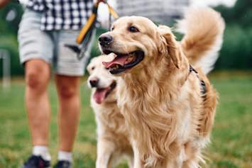 Golden Retrievers Walking with First Time Owners