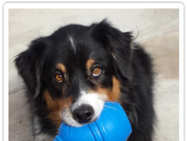 Commercial Brain Toys for Dogs