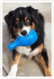 Commercial Brain Toys for Dogs