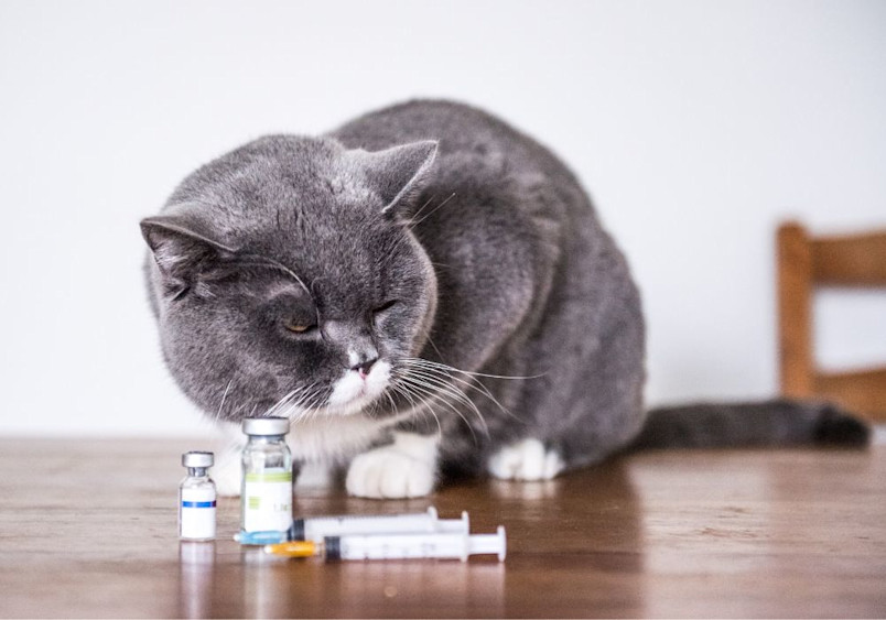 A gray and white cat, possibly FIV-positive, sits on a wooden table next to vials and syringes, symbolizing the medical care and treatment considerations for FIV in cats, also known as feline AIDS or feline HIV.