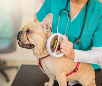 A picture of a dog getting his microchip scanned