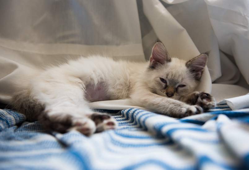 A pale, fluffy Ragdoll-style cat with pointed markings lying limp and lethargic on a soft white and blue blanket, eyes barely open and body relaxed in a tired, drained posture. This image powerfully illustrates one of the most common and concerning signs of kidney failure in cats, which is extreme fatigue, weakness, and decreased activity. This visual supports educational content covering kidney failure in cats, cat kidney disease symptoms, and cat kidney failure symptoms ranging from lethargy and dehydration to weight loss and poor appetite.