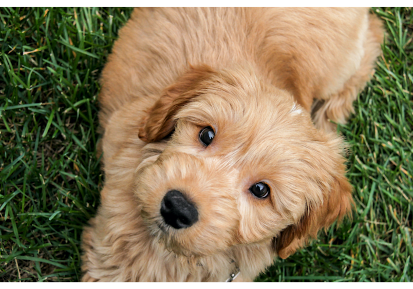 This charming Goldendoodle puppy displays the breed's characteristic fluffy, wavy coat as it relaxes on green grass with an endearing head tilt