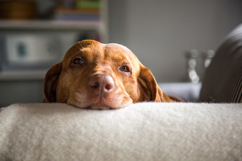 Dog resting head on couch