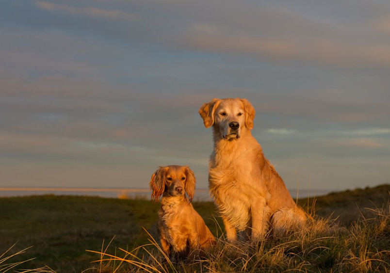 Two Golden Cocker Retriever, sit majestically on a grassy hilltop during golden hour, their reddish-golden fur glowing in the warm sunset light against a moody sky with subtle orange and blue tones