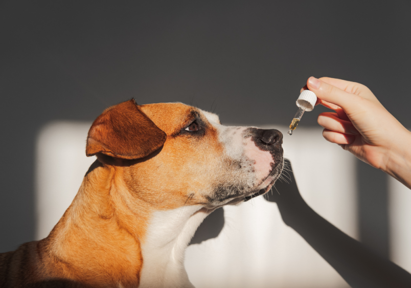 A dog being administered CBD oil, raising important questions like 'is CBD safe for dogs,' 'what does CBD do for dogs,' and 'can dogs have CBD,' as pet owners explore the benefits and safety of CBD for pets.