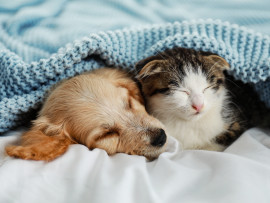 A dog and a cat snuggled up together and sleeping under a blue blanket.