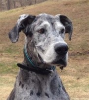 Ace - Great Dane