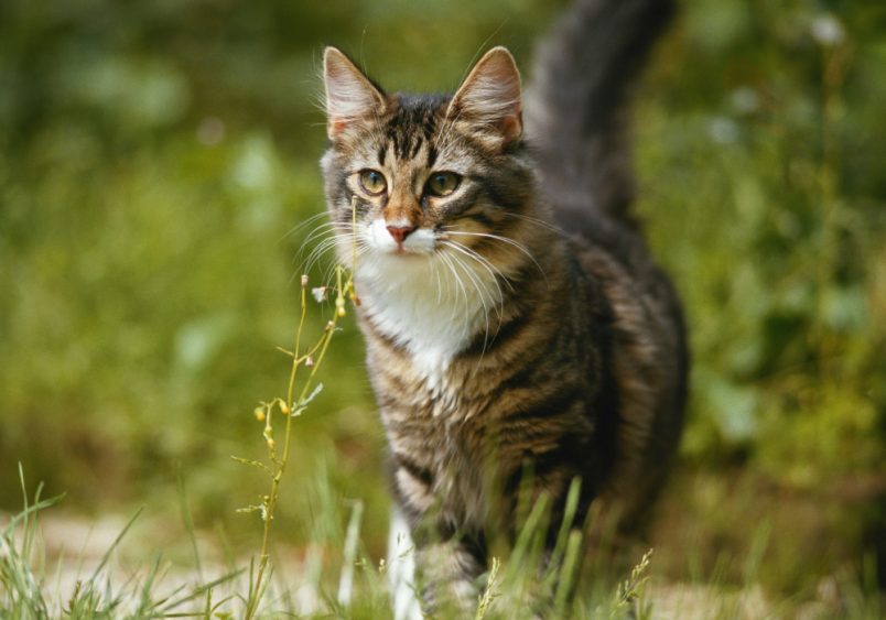 A badass looking cat in a field background seemingly waiting for its prey. It is befitting for badas boy cat names.