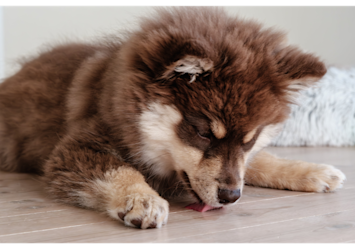 Dog demonstrates the natural licking behavior that often has owners wondering "why is my dog licking everything" as it explores its environment through taste and scent. If you've ever asked "why does my dog lick so much," this image perfectly captures how dogs use licking as a way to investigate their surroundings, clean themselves, and show comfort.