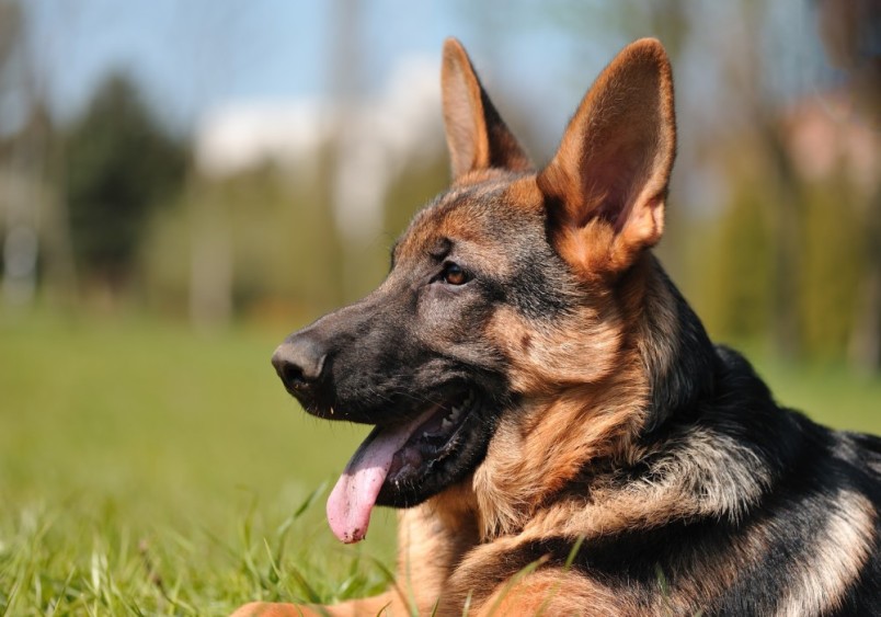 A German Shepherd with alert ears and a relaxed expression, lying on a grassy field.