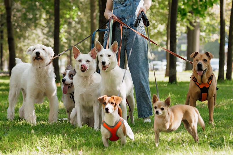 A dog walker in denim overalls holds the leashes of seven dogs of all sizes and breeds, from a chihuahua to a schnauzer, gathered together on a sunny patch of grass.