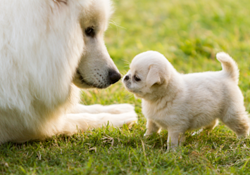 A fluffy white adult dog gently noses a tiny white puppy on green grass, reminding us that these precious early moments need protection through a proper puppy vaccine schedule - something all new dog parents should follow to keep their little ones safe while they grow and explore the world.