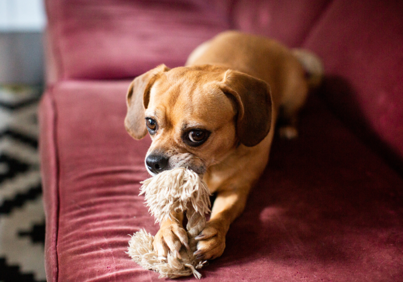 This adorable puggle is seen playing with its toy on a red couch, showcasing the breed's playful and affectionate temperament. Puggles are known for their lively personality and make great companions.