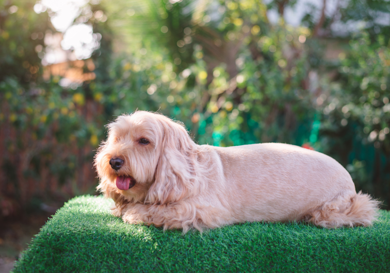 A full-grown Cockapoo (Cocker Spaniel Poodle mix) with a cream-colored wavy coat lies contentedly on a green outdoor cushion, demonstrating the typical medium size and friendly expression characteristic of this popular designer breed.