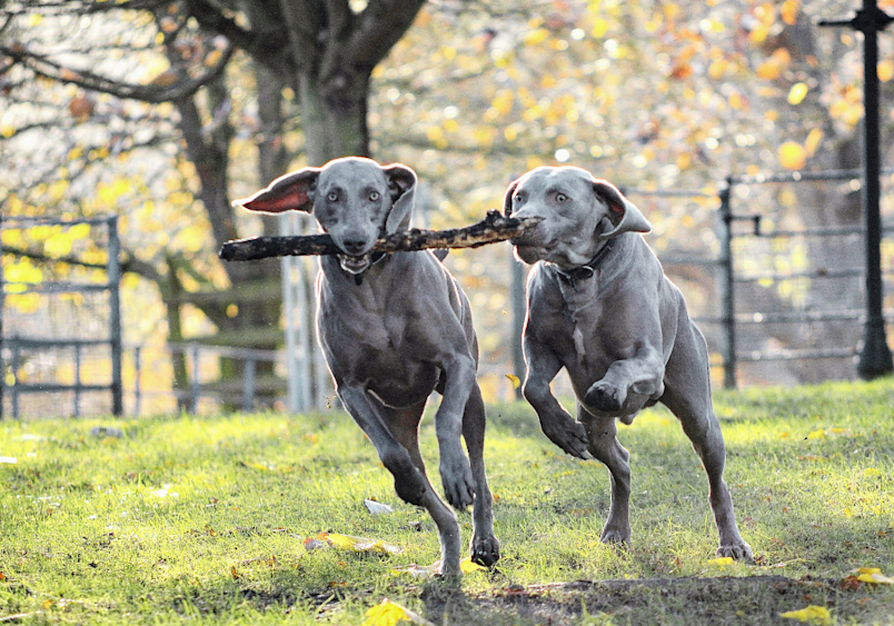 "Two sleek Weimaraner dogs racing across a green field sharing a stick between them, showcasing why Weimaraners are considered among the most hyper dog breeds and energetic dog breeds that need plenty of running space and playtime to be happy and healthy.