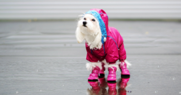 White Dog in Pink Coat and Boots