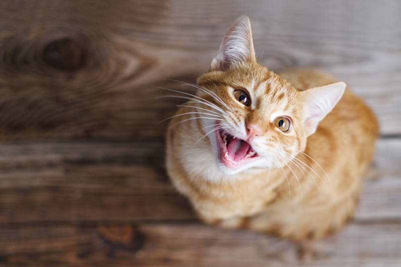 A bright orange tabby cat sitting on a wooden floor, looking up with its mouth open and teeth and pink gums clearly visible. This close-up view offers a perfect opportunity to highlight feline dental health and the importance of recognizing periodontal disease in cats, a condition closely related to periodontal disease in dogs. 
