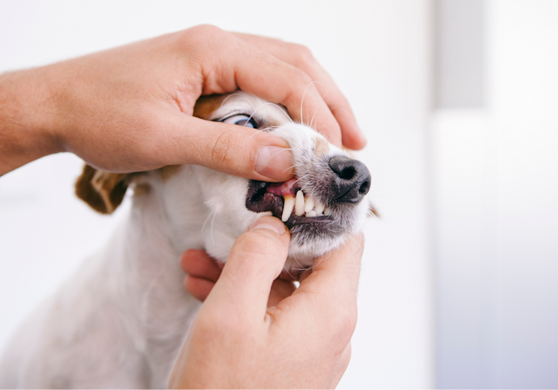 Hands gently examining a white puppy's mouth and teeth, showing how to monitor when puppies lose their baby teeth and check for signs of normal teething progression.