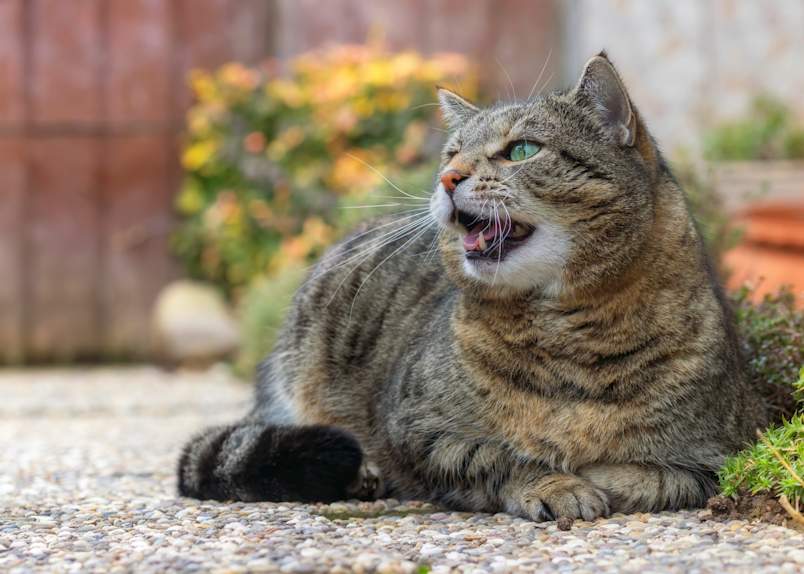 
A long-haired tabby cat chatters at the window, teeth clicking, with its own reflection staring back from the glass. Cat jaw chattering is one of those behaviors that stops owners in their tracks the first time they see it. Most cats chatter their teeth when they spot something they want to chase but can't get to — think birds, squirrels, or bugs just out of reach.