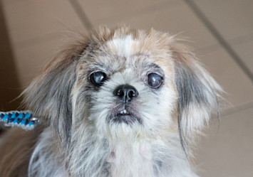 Close-up portrait of an elderly Shih Tzu dog with distinctive cloudy, bluish-grey eyes and long, silky grey and white fur, showcasing typical signs of canine nuclear sclerosis or cataracts.