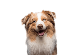 Embrace Pet Insurance vs Trupanion Pet Insurance