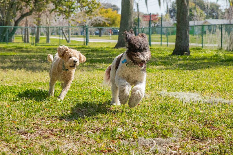 A full grown mini bernedoodle getting along well with a goldendoodle, both are playing in the park.