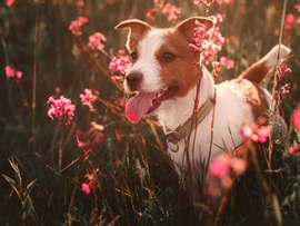 dog-running-in-spring-flowers