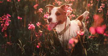 dog-running-in-spring-flowers