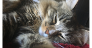 Tabby cat sleeping on blanket
