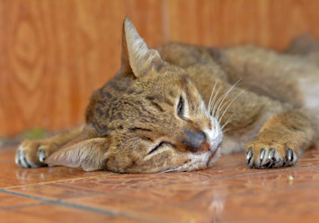 A brown tabby cat with FIV (feline immunodeficiency virus), also known as feline AIDS or feline HIV, resting peacefully on a tiled floor, showcasing the resilience of FIV-positive cats despite their condition.