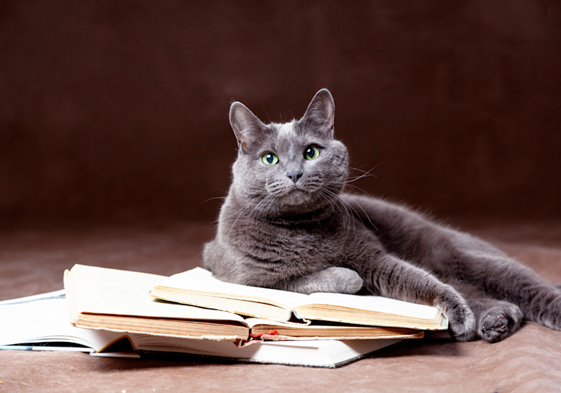 A sophisticated Russian Blue cat lounges gracefully with open books, its stunning green eyes and plush gray coat glowing with health - a reminder that the right pet insurance helps keep these intelligent felines perfectly protected for all their nine lives.