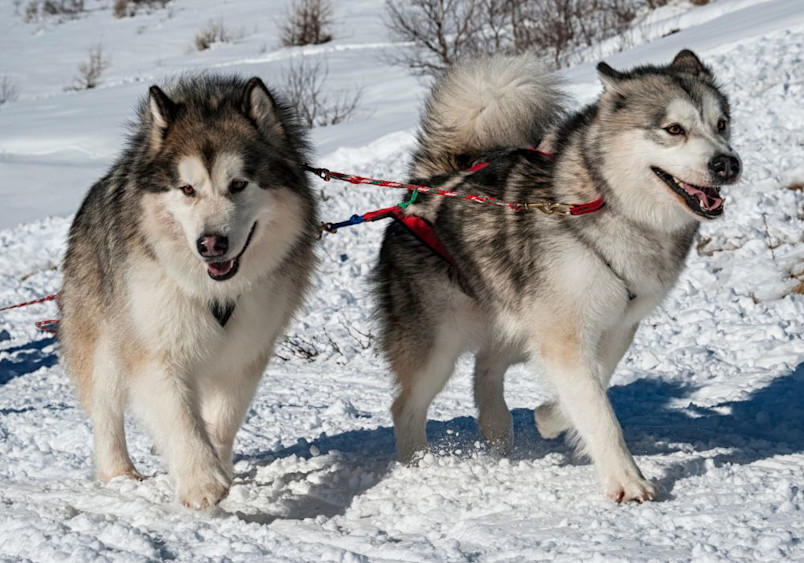 Two Alaskan Malamutes in harnesses pulling through a snowy landscape, showcasing their large size, thick fur coats, and powerful build, ideal traits for Malamute dogs in cold climates.