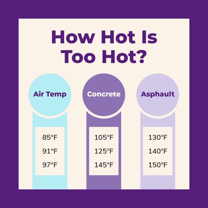 Pavement Temperatures for Dog's Paws