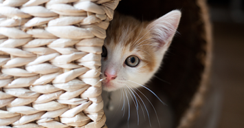 cat-hiding-in-basket