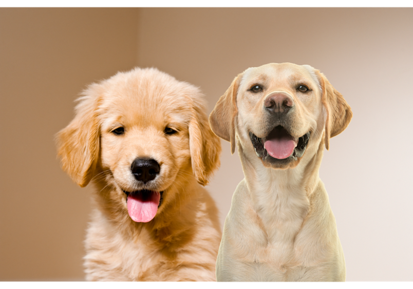 Golden Retriever and Labrador combines the best traits of both breeds, resulting in a friendly, intelligent, and loyal dog, the Goldador.