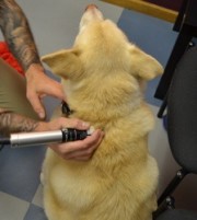 Laser Acupuncture on Dog
