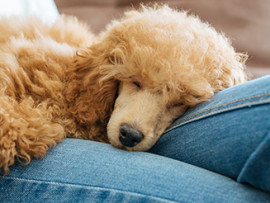 Poodle napping on person's legs