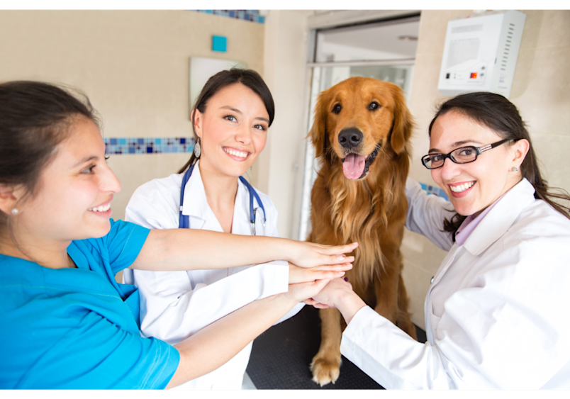 Regular veterinary visits and preventive care significantly impact how long dogs live and can help extend the average lifespan of a dog, with wellness plans helping pet owners budget for routine care that supports their companion's health throughout their years.