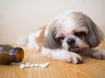 A dog looking at spilled pills on the table. Can dogs just take any pill, or any antibiotic for that matter? such as over the counter antibiotics for dogs.