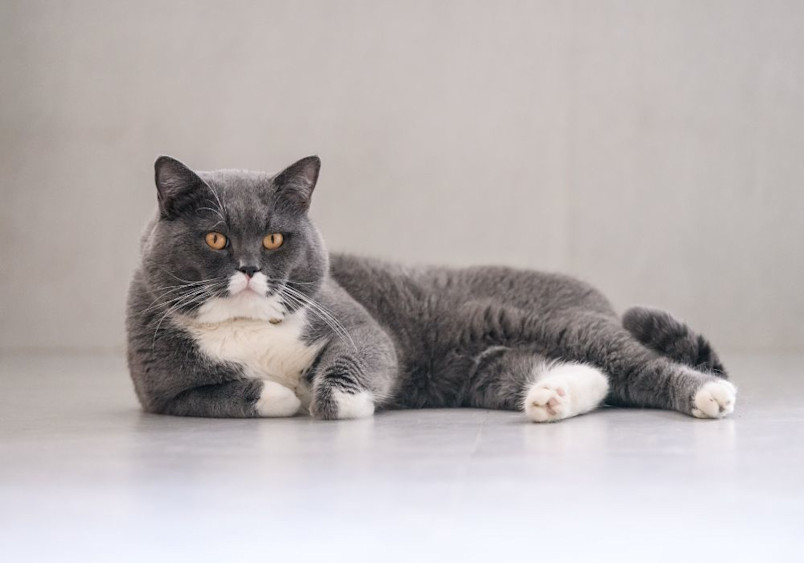 A plump British Shorthair cat with striking amber eyes lies regally on a light floor, showcasing its distinctive grey (British Blue) coat with white chest and paws, demonstrating the breed's characteristic round face and stocky build.