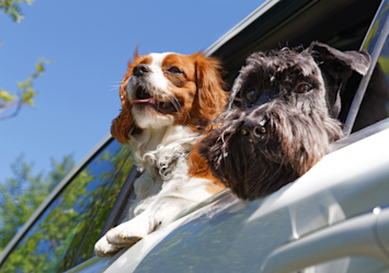 A Welsh Springer Spaniel and a shaggy grey dog lean out of a car window against a blue sky backdrop - a perfect example of "why do dogs like sticking their head out the window" behavior that delights both pets and their owners.