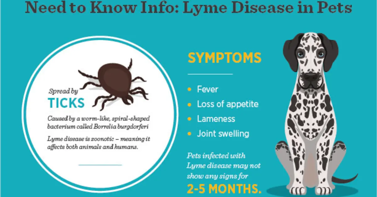 Lyme Disease In Dogs Lyme disease in dogs
