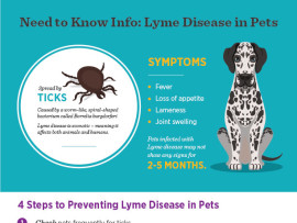 Lyme Disease in Pets