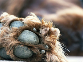 Brown dog's paw pad and nails