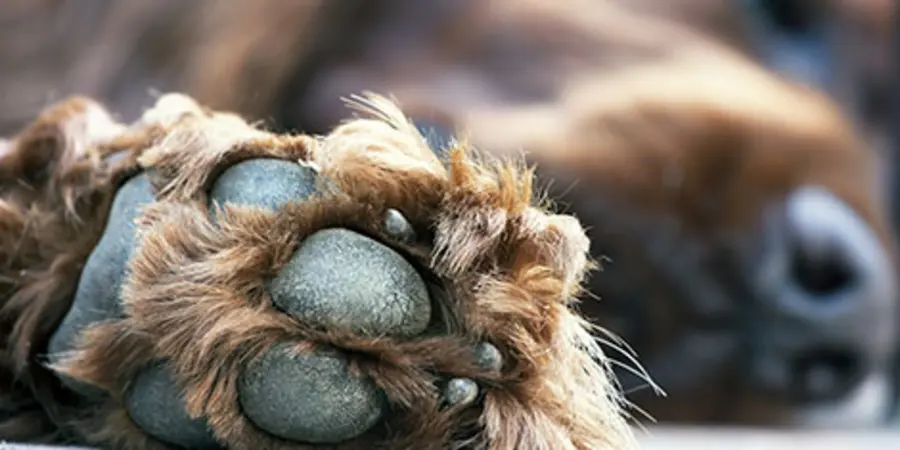 Why A Dog S Broken Toenail May Be A Bigger Deal Than You Think Why A Dog S Broken Toenail May Be A Bigger Deal Than You Think