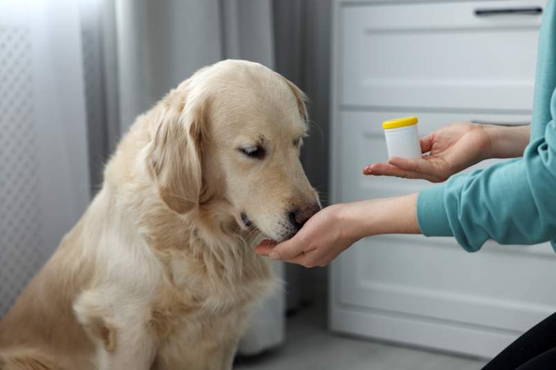  A golden retriever gently takes a pill from one hand while the other holds a white medication bottle, a common scene when giving antibiotics for dogs at home. 
