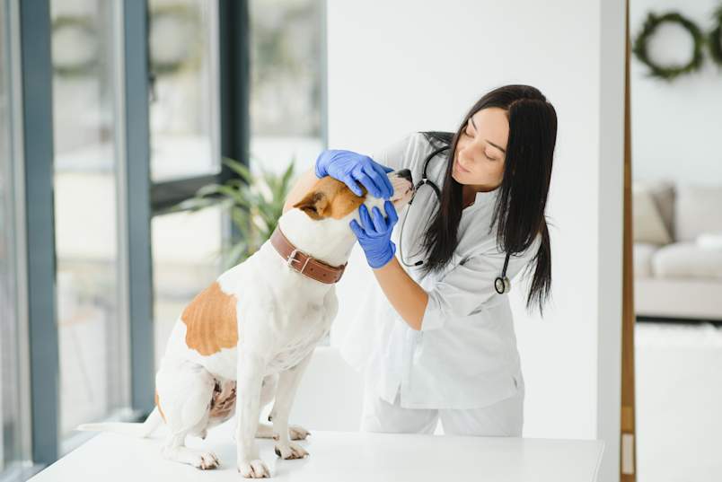 A veterinarian in gloves gently cradles the face of a Jack Russell terrier standing on the exam table during a routine checkup.