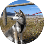 kada the Tamaskan dog